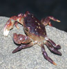 Crab