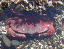 Dungeness Crab