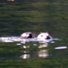 Harbor Seal Mom and Baby