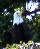 Eagle on Island