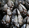 Closeup of Mollusks