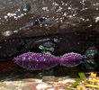 Purple Starfish