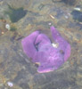 Purple Starfish