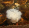 White Sea Anemone