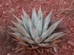 Agave