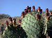 Paddle Cactus