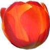 Orange Tulip