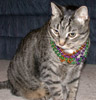 Spike with Mardi Gras Beads