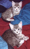 Snoop and Striper as kittens