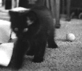 Sable as a Kitten