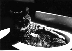 Spike resting in a sink